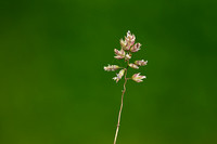 BadenÕs bluegrass; Poa badensis