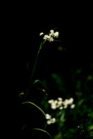 Sneeuwwitte veldbies; Snow white Wood rush; Luzula nivea