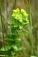 Euphorbia hirsuta