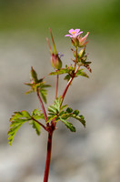 Klein Robertskruid - Little Robin - Geranium purpureum