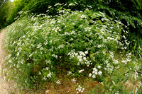 Dolle Kervel; Rough Chervil; Chaerophyllum temulum