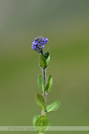 Veronica alpina