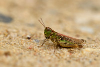 Knopsprietje; Common Club Grasshopper; Myrmeleotettix maculatus