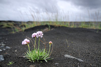 Engels Gras; Thrift; Armeria maritima