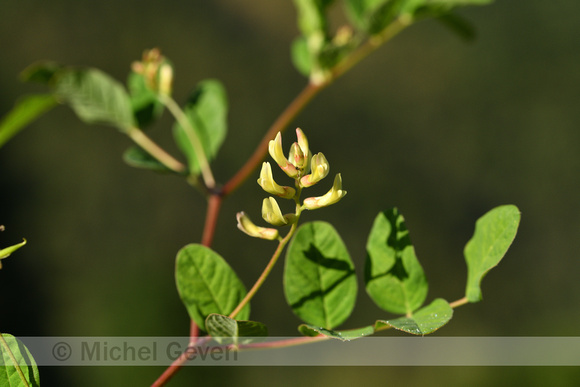 Hokjespeul; Wild Liquorice; Astragalus glycyphyllos