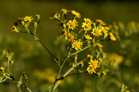 Viltig kruiskruid; Hoary Ragwort; Jacobaea erucifolia