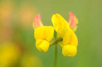 Gewone Rolklaver; Common Bird's-foot-trefoil; Lotus corniculatus