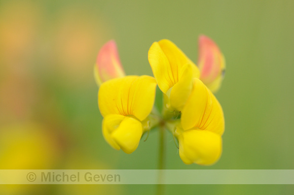 Gewone Rolklaver; Common Bird's-foot-trefoil; Lotus corniculatus