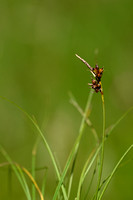 Weak artic sedge; Carex supina