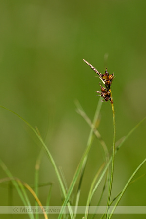 Weak artic sedge; Carex supina