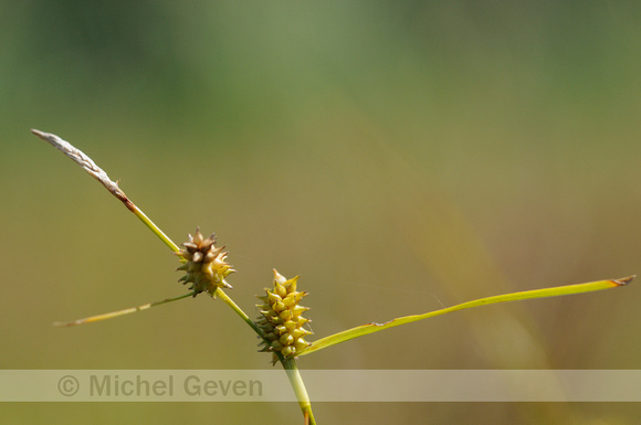 Geelgroene Zegge; Yellow Sedge; Carex oederi subsp. oedocarpa