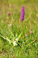 Dichte muggenorchis; Marsh Fragrant-orchid; Gymnadenia densiflor