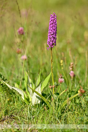 Dichte muggenorchis; Marsh Fragrant-orchid; Gymnadenia densiflor