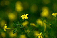 Jasminum fruticans