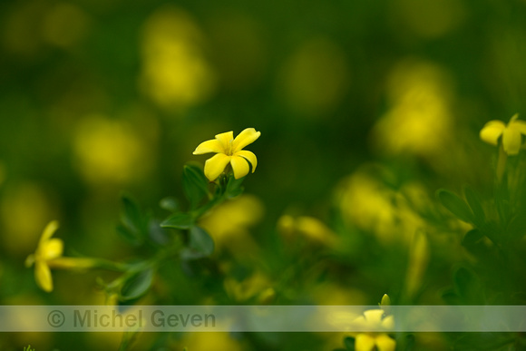 Jasminum fruticans