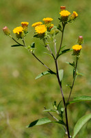 Donderkruid - Ploughman's spikenard - Inula conyzae