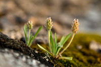 Silky Plantain; Plantago bellardii