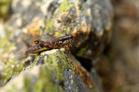 Gewone bergsprinkhaan; Common Mountain Grasshopper; Podisma pede