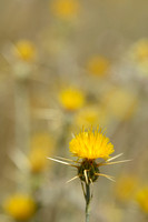 Zomercentaurie; Yellow Star-thistle; Centaurea solstitialis