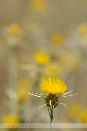 Zomercentaurie; Yellow Star-thistle; Centaurea solstitialis