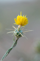 Zomercentaurie; Centaurea solstitialis;Yellow Starthistle