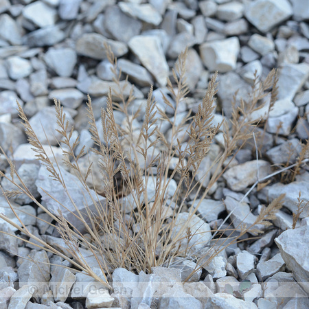 Stijf Hardgras; Fern-grass; Catapodium rigid