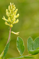 Licorice milkvetch; Wilde Hokjespeul; Astragalus glycyphyllos