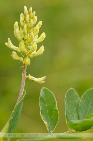 Licorice milkvetch; Wilde Hokjespeul; Astragalus glycyphyllos