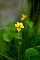 Tweebloemig viooltje; Alpine Yellow-violet; Viola biflora