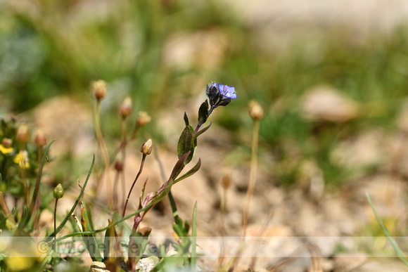 Alpenereprijs; Veronica alpina