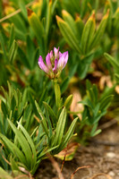 Alpenklaver; Alpine clover; Trifolium alpinum