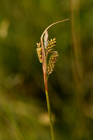 Bleke zegge; Pale Sedge; Carex pallescens