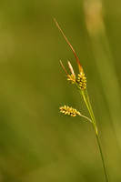 Bleke zegge; Pale Sedge; Carex pallescens
