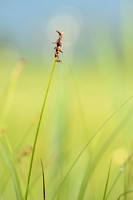 Veenzegge; Davall's Sedge; Carex davalliana