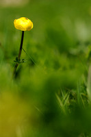 Europese Trollius; Trollius europaeus; Globe-flower;