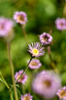 Erigeron atticus