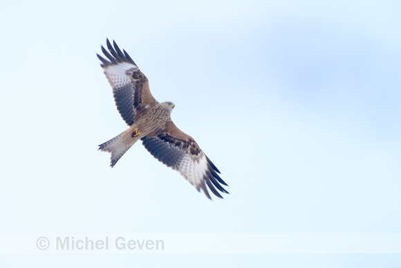 Rode Wouw; Red Kite; Milvus milvus