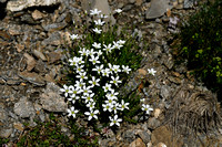 Arenaria grandiflora