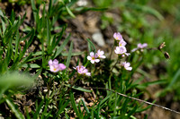 Androsace adfinis subsp. puberula