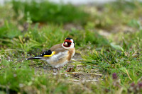 Putter; European Goldfinch; Carduelis carduelis