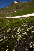 Gletsjerboterbloem; Ranunculus glacialis