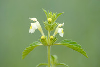 Bleekgele Hennepnetel; Downy Hemp Nettle; Galeopsis segetum