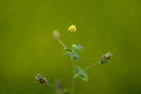 Hopklaver; Black medick; Medicago lupulina