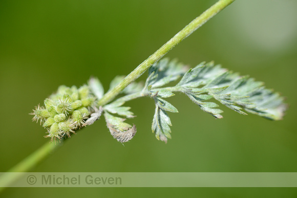 Knopig Doornzaad; Knotted Hedge-parsley; Torillis nodosa