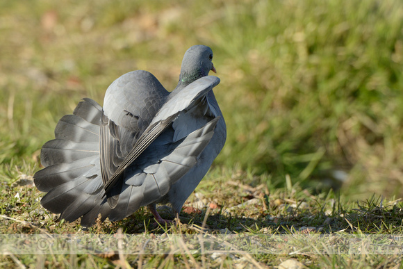 Holenduif; Stock Dove; Columba oenas