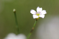 Gipskruid; Low Baby's breath; Gypsophila muralis;