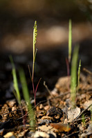 Airopsis tenella