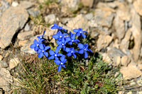 Gentiana schleicheri