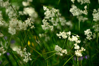 Sneeuwwitte veldbies; Snow white Wood rush; Luzula nivea