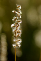 Wimperparelgras - Hairy Melick - Melica ciliata